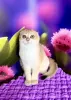 Photo №1. scottish fold - à vendre en ville de Kiev | 1004€ | Annonce № 63223