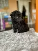 Photo №1. caniche (jouet) - à vendre en ville de Annecy | 350€ | Annonce №130483