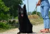 Photos supplémentaires: Chiot berger allemand, garçon aux cheveux longs noir, Champion du Monde