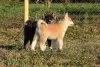 Photos supplémentaires: Chiots Akita Inu