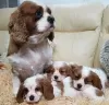 Photo №3. Magnifiques chiots Cavalier King Charles Spaniel. Allemagne