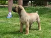 Photo №3. Chiots Boerboel (Mâtin sud-africain) à adopter. Allemagne