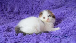 Photo №1. scottish fold - à vendre en ville de Krymsk ville | négocié | Annonce № 6394