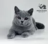 Photo №2 de l'annonce № 11154 de la vente british shorthair - acheter à Biélorussie de la fourrière, éleveur