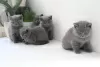 Photo №2 de l'annonce № 121861 de la vente british shorthair - acheter à Bahrein 