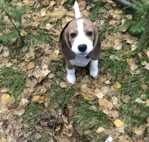 Photo №2 de l'annonce № 3552 de la vente beagle - acheter à Fédération de Russie éleveur