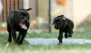 Photos supplémentaires: Stafforshire Bull Terrier anglais