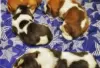 Photo №1. basset hound - à vendre en ville de Förby | Gratuit | Annonce №128841