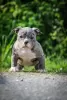 Photo №1. american bully - à vendre en ville de Vitebsk | 1300€ | Annonce №104063