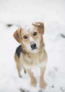 Photo №1. chien bâtard - à vendre en ville de Москва | Gratuit | Annonce №5826