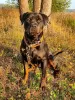 Photo №4. Je vais vendre rottweiler en ville de Москва. annonce privée - prix - Gratuit