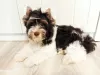 Photo №1. yorkshire terrier - à vendre en ville de Kiev | 423€ | Annonce №11743