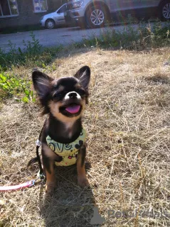 Photo №1. chihuahua - à vendre en ville de Perm | négocié | Annonce №6774