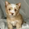 Photo №1. yorkshire terrier - à vendre en ville de Poznan | 400€ | Annonce №126649