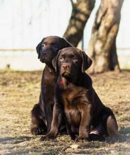 Photo №1. labrador retriever - à vendre en ville de Saint-Pétersbourg | 489€ | Annonce №5995