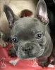 Photo №3. Adorables frenchies visuels moelleux. USA