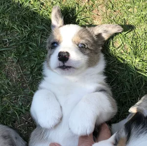 Photo №2 de l'annonce № 6468 de la vente welsh corgi - acheter à Fédération de Russie éleveur