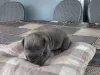 Photo №1. cane corso - à vendre en ville de Kragujevac | négocié | Annonce №106778