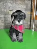 Photo №4. Je vais vendre schnauzer miniature en ville de Leskovac. éleveur - prix - négocié