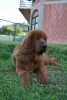 Photos supplémentaires: Chiots Dogue du Tibet