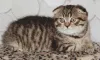 Photo №2 de l'annonce № 7659 de la vente scottish fold - acheter à Fédération de Russie annonce privée