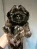 Photo №1. lhassa apso, shih tzu - à vendre en ville de Tallinn | 600€ | Annonce №81128