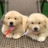 Photo №2 de l'annonce № 89917 de la vente golden retriever - acheter à Australie annonce privée