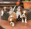 Photo №1. cavalier king charles spaniel - à vendre en ville de Flensburg | Gratuit | Annonce №82905