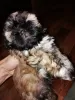 Photo №1. shih tzu - à vendre en ville de Зарасай | 500€ | Annonce №30013