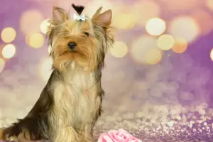 Photo №4. Je vais vendre yorkshire terrier en ville de Balakovo. éleveur - prix - 871€