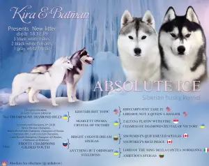 Photo №2 de l'annonce № 4829 de la vente husky de sibérie - acheter à Fédération de Russie de la fourrière