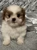 Photo №1. shih tzu - à vendre en ville de Франкфурт-на-Майне | négocié | Annonce №44774