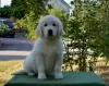 Photo №3. Vente de chiots Golden Retriever PRA 1, PRA 2,ICHT. purement. Ukraine