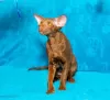 Photo №1. oriental shorthair - à vendre en ville de Perm | négocié | Annonce № 80747