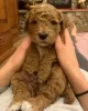 Photo №1. labradoodle - à vendre en ville de Glyfada | 350€ | Annonce №65070