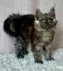 Photo №4. Je vais vendre maine coon en ville de Lublin. éleveur - prix - 1000€