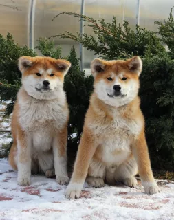 Photos supplémentaires: Chiots Akitu inu du Grand Champion