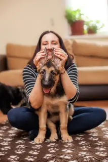 Photos supplémentaires: Chiots Shepherd Elite Europe de l'Est à vendre des meilleurs fabricants!