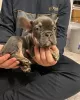 Photo №1. bouledogue - à vendre en ville de Bonn | 414€ | Annonce №128695