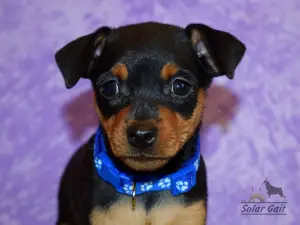 Photo №1. pinscher miniature - à vendre en ville de Minsk | Négocié | Annonce №1285