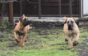 Photo №1. boerboel - à vendre en ville de Krasnodar | 425€ | Annonce №5645