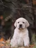 Photos supplémentaires: Labrador de l'élevage PandaBand