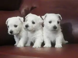 Photo №1. west highland white terrier - à vendre en ville de Baranovichi | 300€ | Annonce №1455