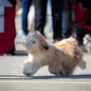 Photos supplémentaires: Chiots Lhassa apso