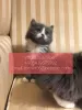 Photo №1. maine coon - à vendre en ville de Ekaterinbourg | Gratuit | Annonce № 107036