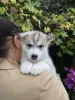 Photo №3. Chiots Husky Sibérien. Biélorussie