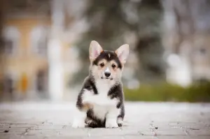 Photo №3. Chic Welsh Corgi Pembroke Chiots. Ukraine