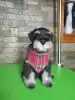 Photo №4. Je vais vendre schnauzer miniature en ville de Leskovac. éleveur - prix - négocié