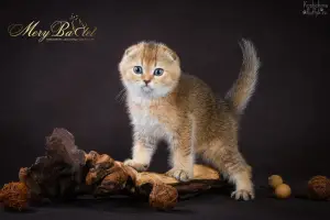 Photo №2 de l'annonce № 3673 de la vente scottish fold - acheter à Fédération de Russie de la fourrière