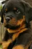 Photo №1. rottweiler - à vendre en ville de Rezekne | 700€ | Annonce №106586